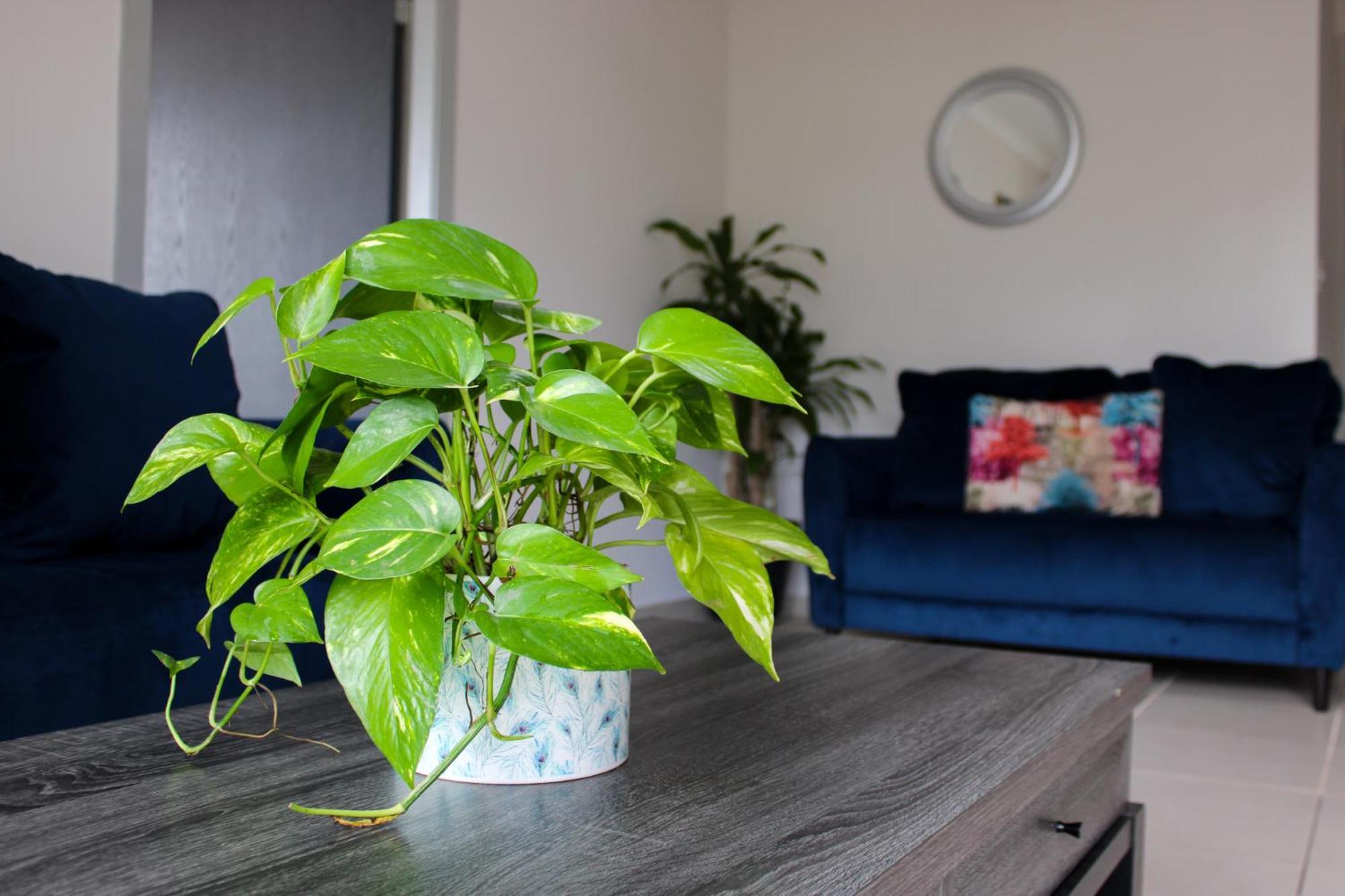 Great Family Apartment In Tegucigalpa Buitenkant foto